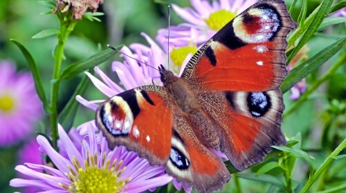 Peacock Butterfly – Thursday’s Daily Jigsaw Puzzle