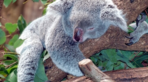 Koala Bear – Thursday’s Cute Daily Jigsaw Puzzle