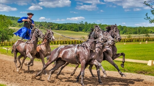 Horses – Tuesday’s Racing Daily Jigsaw Puzzle