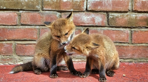 Baby Foxes – Friday’s Free Daily Jigsaw Puzzle