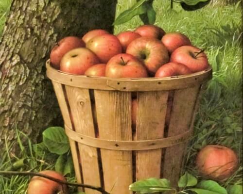 Basket Of Big Red Apples