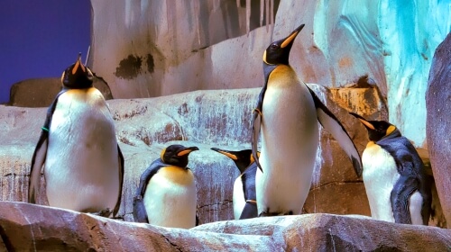 King Penguins – Monday’s Back To Work Jigsaw Puzzle