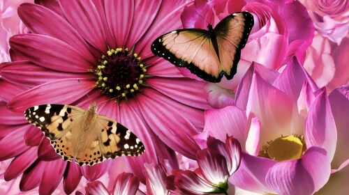 Butterflies! Tuesday’s Free Daily Jigsaw Puzzle