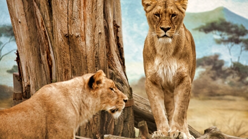 Lions – Wednesday’s Free Daily Jigsaw Puzzle