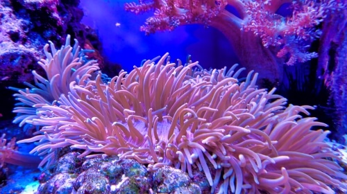 Coral Under The Sea – Sunday’s Free Daily Jigsaw Puzzle