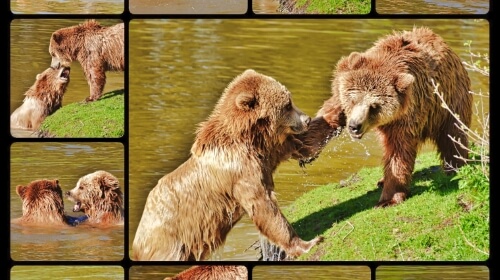 Bears – Wednesday’s Daily Jigsaw Puzzle