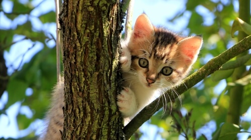 Kitten In A Tree – Saturday’s Aww… Cute Jigsaw Puzzle