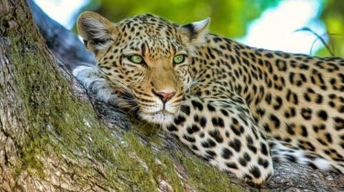 Leopard – Friday’s Free Daily Jigsaw Puzzle