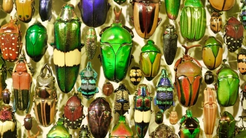 Insect Collection – Monday’s Daily Jigsaw Puzzle