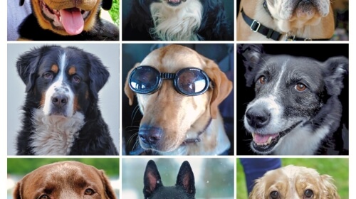 Going To The Dogs – Thursday’s Daily Jigsaw Puzzle