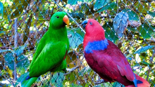Two Parrots – Sunday’s Daily Jigsaw Puzzle