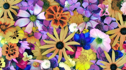 Bunch of Flowers – Friday’s Free Daily Jigsaw Puzzle