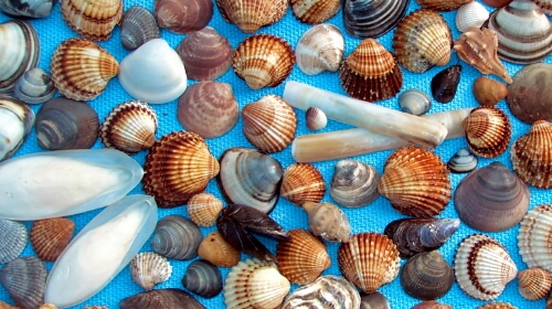 Mussels – Tuesday’s Better Jigsaw Puzzle
