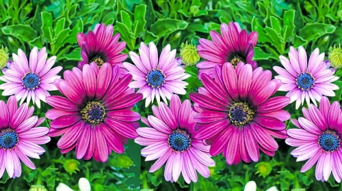 Daisies – Wednesday’s New and Improved Jigsaw Puzzle