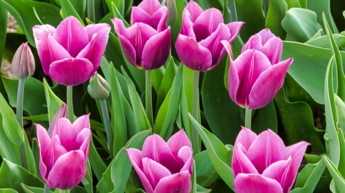Tulips – Friday’s Flowery Daily Jigsaw Puzzle