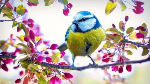 The Bird – Saturday’s Daily Jigsaw Puzzle