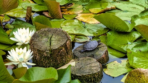 Back to Nature’s Pond – Saturday’s Daily Jigsaw Puzzle