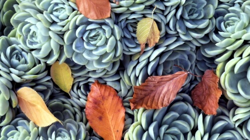 Succulents – Thursday’s Plant Life Jigsaw Puzzle