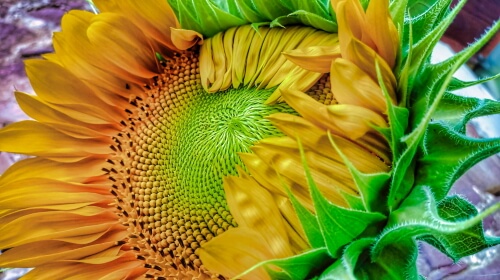Beautiful Sunflower – Sunday’s Daily Jigsaw Puzzle