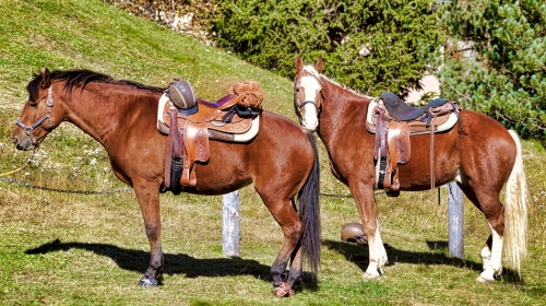 Two Horses – Monday’s Daily Jigsaw Puzzle