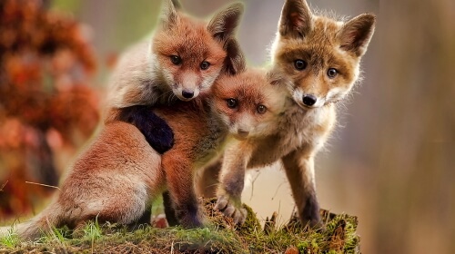 Three Foxes – Wednesday’s Daily Jigsaw Puzzle