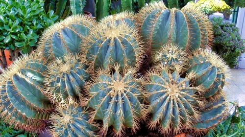 Cactus Garden – Saturday’s Daily Jigsaw Puzzle
