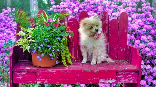 Dog and Flowers – Saturday’s Daily Jigsaw Puzzle
