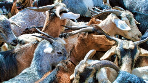 Herd Of Goats – Sunday’s Daily Jigsaw Puzzle