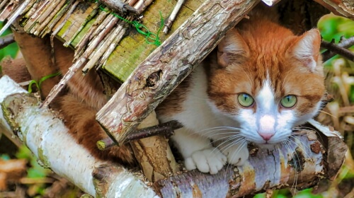 The Cat – Saturday’s Daily Jigsaw Puzzle