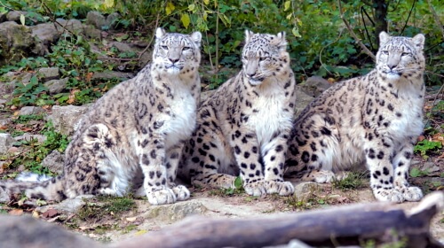 Snow Leopards – Saturday’s Cold Weather Jigsaw Puzzle