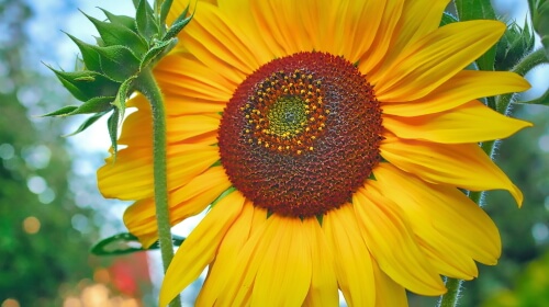 Sunflower – Friday’s Free Daily Jigsaw Puzzle