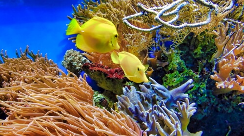 Coral – Saturday’s Underwater Jigsaw Puzzle