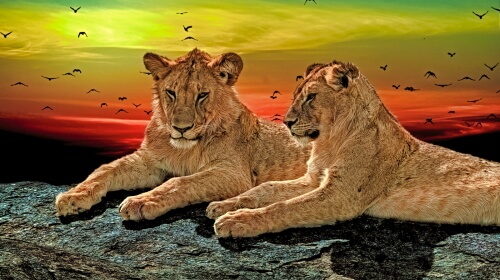 Lions – Here Me Roar!
