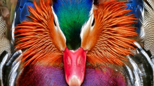 Colorful Drake – Wednesday’s Daily Jigsaw Puzzle