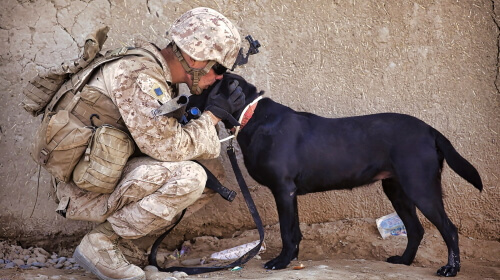 The Soldier And His Dog