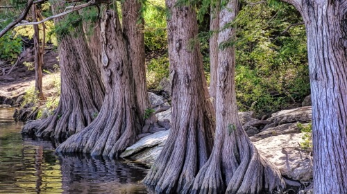 Cypress Trees – Tuesday’s Daily Jigsaw Puzzle