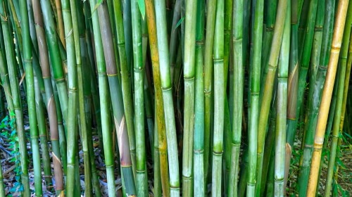 Bamboo – Monday’s Tough Daily Jigsaw Puzzle