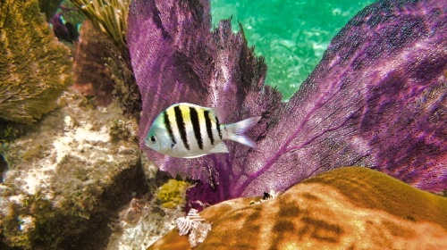 Reef – Wednesday’s Underwater Daily Jigsaw Puzzle