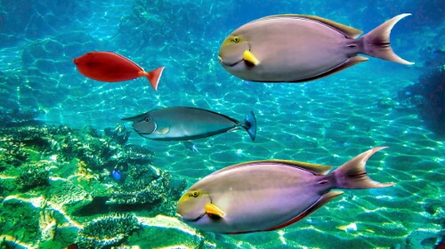 Tropical Fish – Monday’s Daily Jigsaw Puzzle