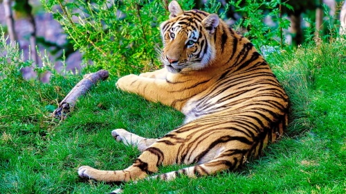 Bengal Tiger – Wednesday’s Daily Jigsaw Puzzle
