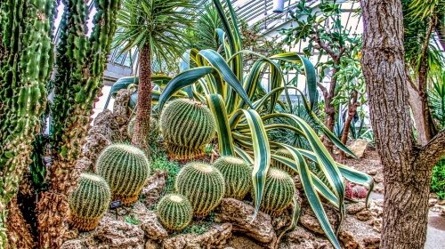 Desert Plants – Wednesday’s Daily Jigsaw Puzzle