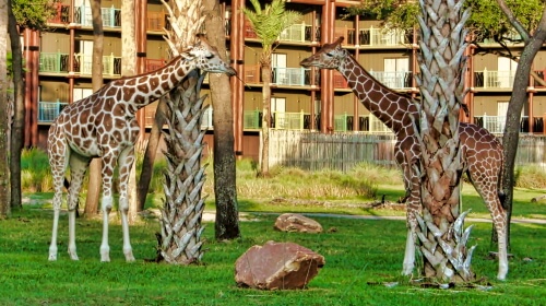 Giraffes – Tuesday’s Tall Daily Jigsaw Puzzle