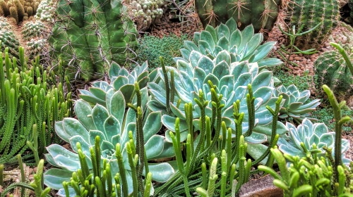 Cactus Garden – Friday’s Free Daily Jigsaw Puzzle