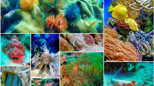 Fish Collage – Thursday’s Daily Jigsaw Puzzle