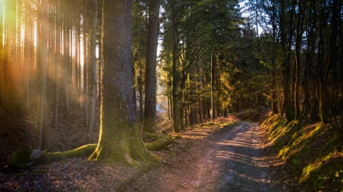 Wednesday’s Daily Jigsaw Puzzle – The Forest