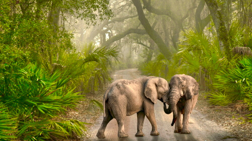 Elephants – Monday’s Daily Jigsaw Puzzle