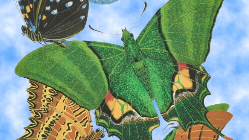 Butterflies – Sunday’s Daily Jigsaw Puzzle