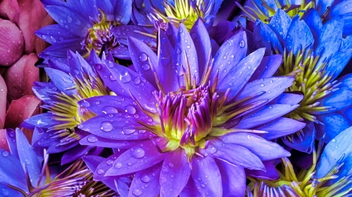 Water Lily – Friday’s Flowery Jigsaw Puzzle
