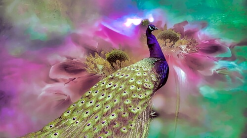 Amazing Peacock