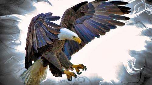 Wednesday’s Daily Jigsaw Puzzle – Bald Eagle